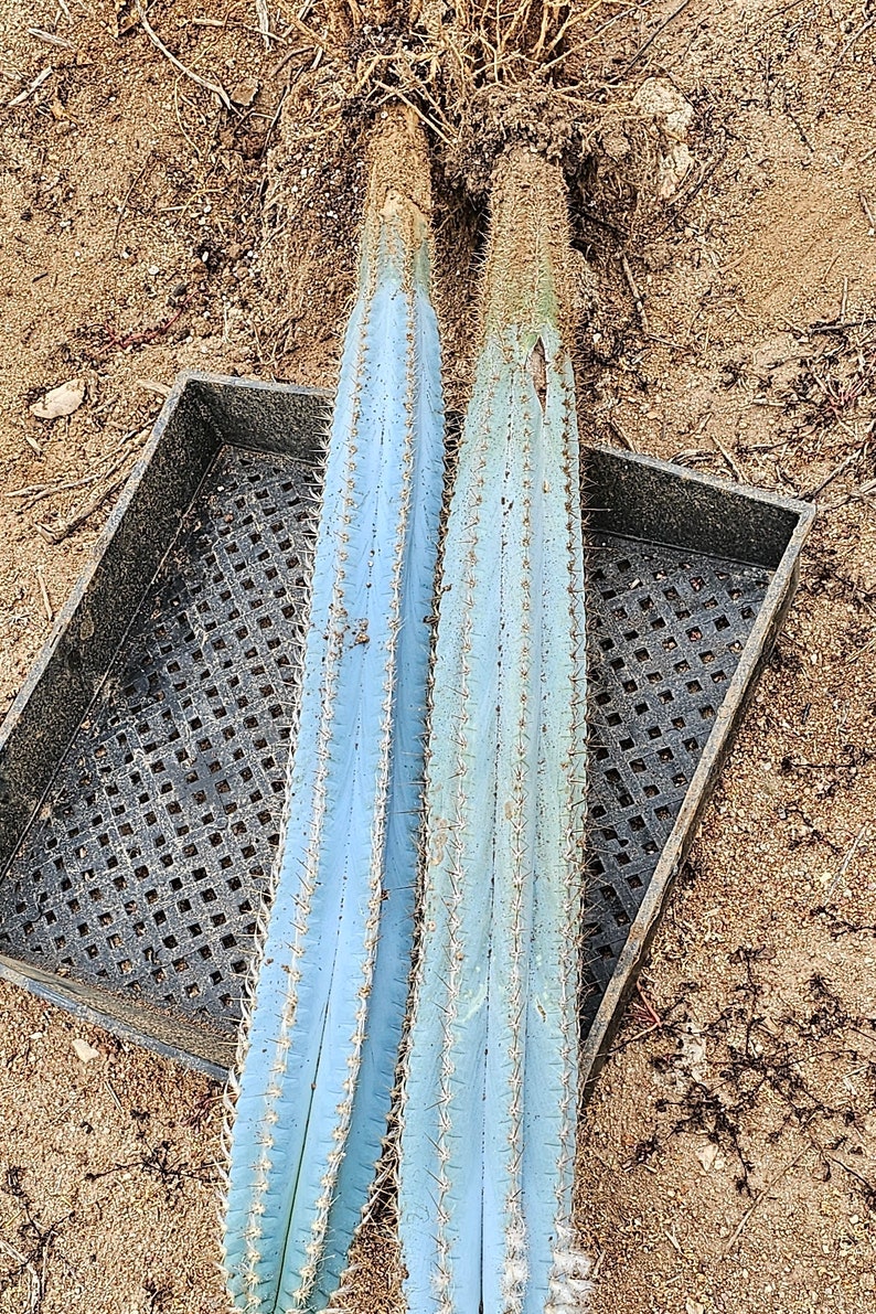 Puede incluir: Dos plantas de cactus azules con espinas, que descansan sobre una bandeja de pl&aacute;stico negra con un patr&oacute;n de cuadr&iacute;cula. Las plantas de cactus est&aacute;n sobre una superficie arenosa marr&oacute;n.