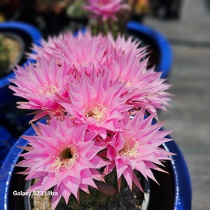 Echinobivia Rainbow Burst Cactus