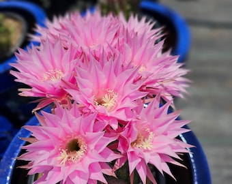 アガベ Blue cactus Vivid Blue Torch Cactus: Pilocereus Azureus, Brazilian