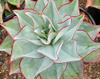 echeveria Fire and ice