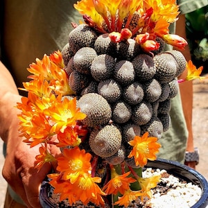 Rebutia Heliosa