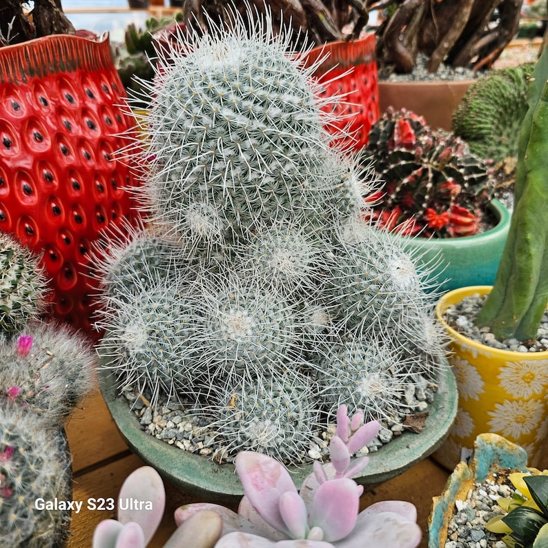 Mammillaria Geminispina image 1