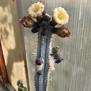 Puede incluir: Un cactus alto, azul con pelusa blanca y m&uacute;ltiples flores amarillas floreciendo. El cactus est&aacute; en una maceta y est&aacute; creciendo en un invernadero.