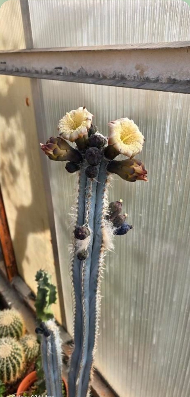Puede incluir: Un cactus alto, azul con pelusa blanca y m&uacute;ltiples flores amarillas floreciendo. El cactus est&aacute; en una maceta y est&aacute; creciendo en un invernadero.