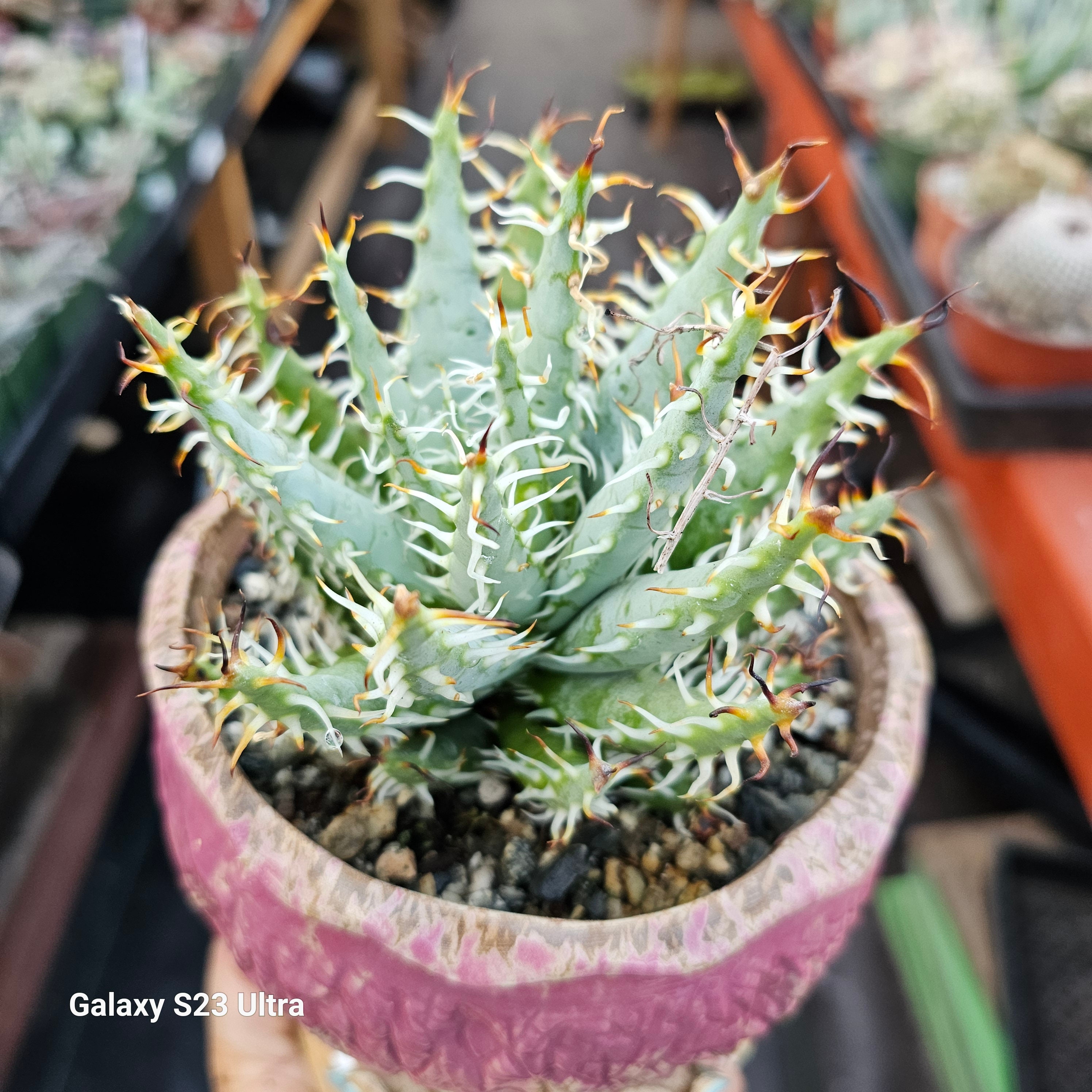 Aloe erinacea