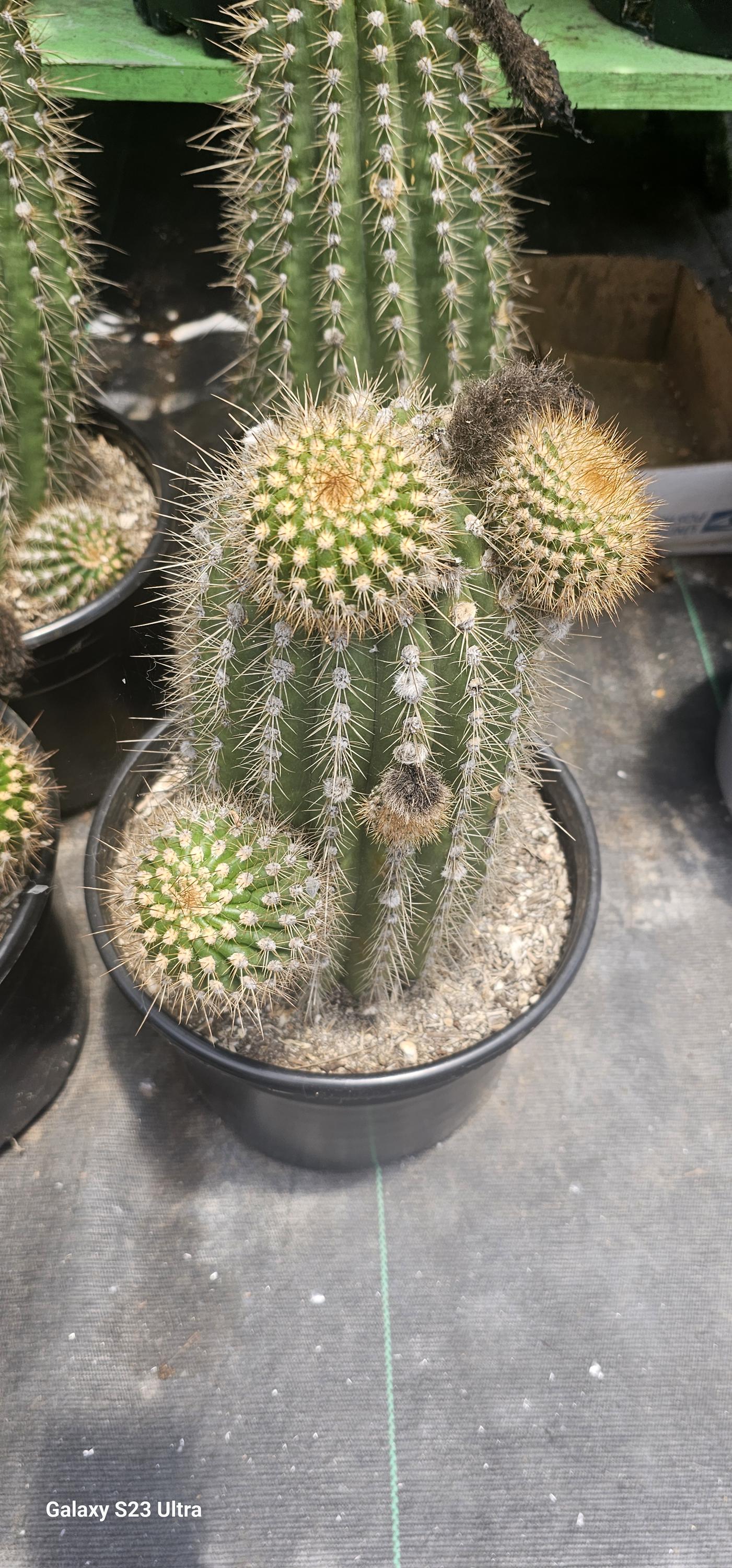 Trichocereus Flying Saucer - Etsy