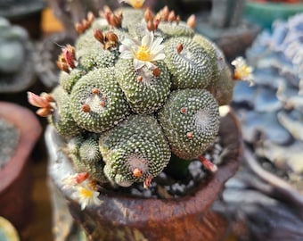 Blossfeldia liliputana grafted