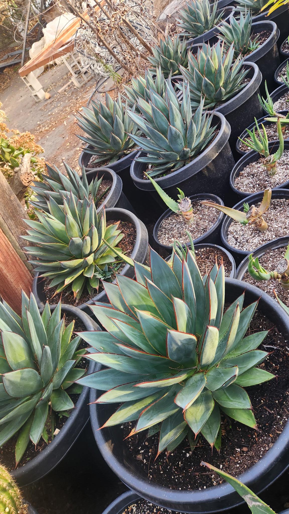 Agave Blue Glow - Etsy