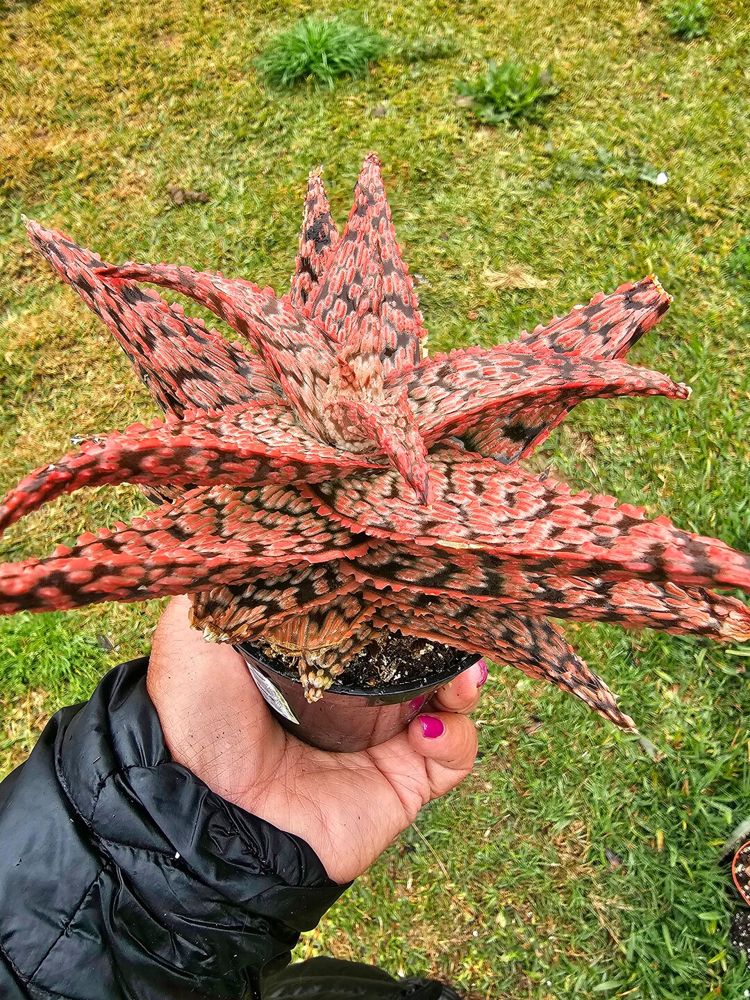 Aloe Firecrackers Etsy