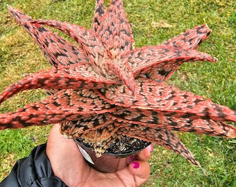Aloe firecrackers