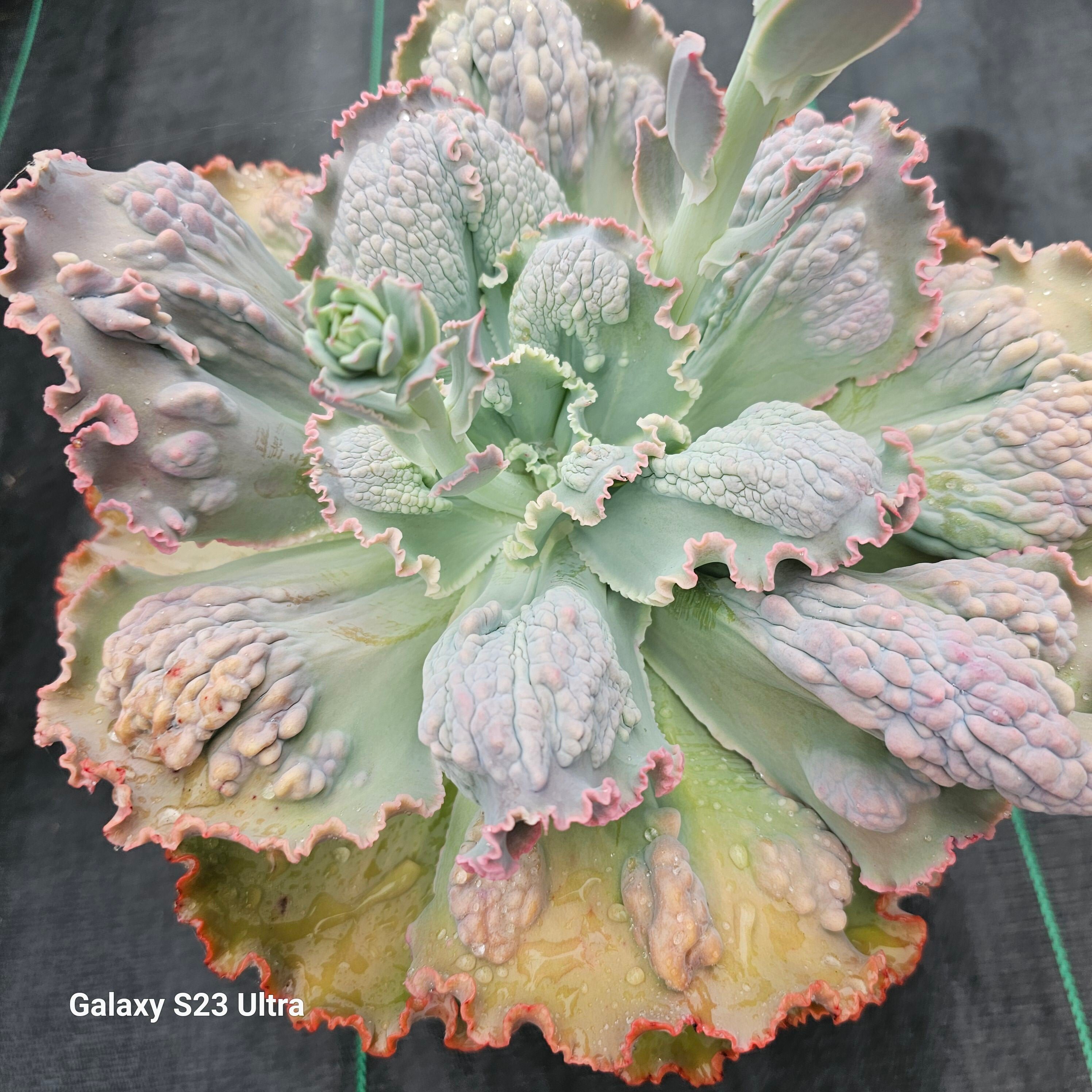 Echeveria Midway - Etsy