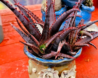 Aloe Divaricata 'Diablo'