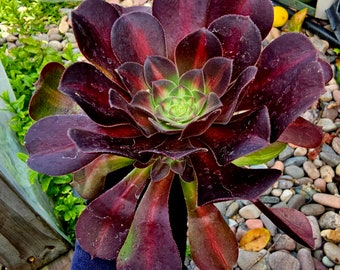 Aeonium Kilimanjaro