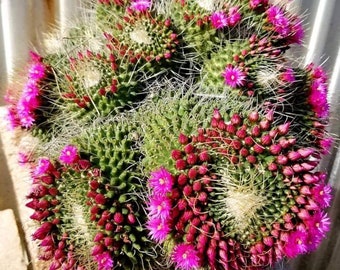 Mammillaria spinosissima un pico