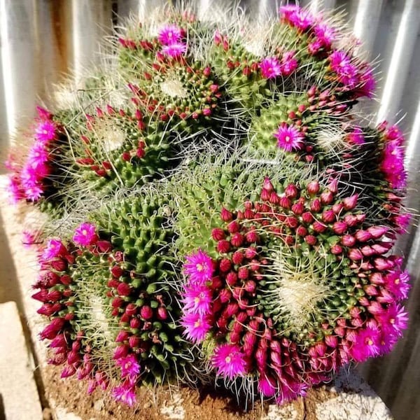 Mammillaria spinosissima un pico