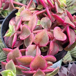 Crassula Marginalis Rubra Varirgata