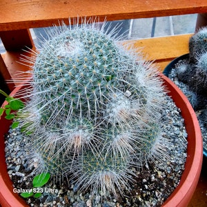 Mammillaria Geminispina image 5