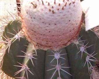 Melocactus Seabraensis .White Cap.
