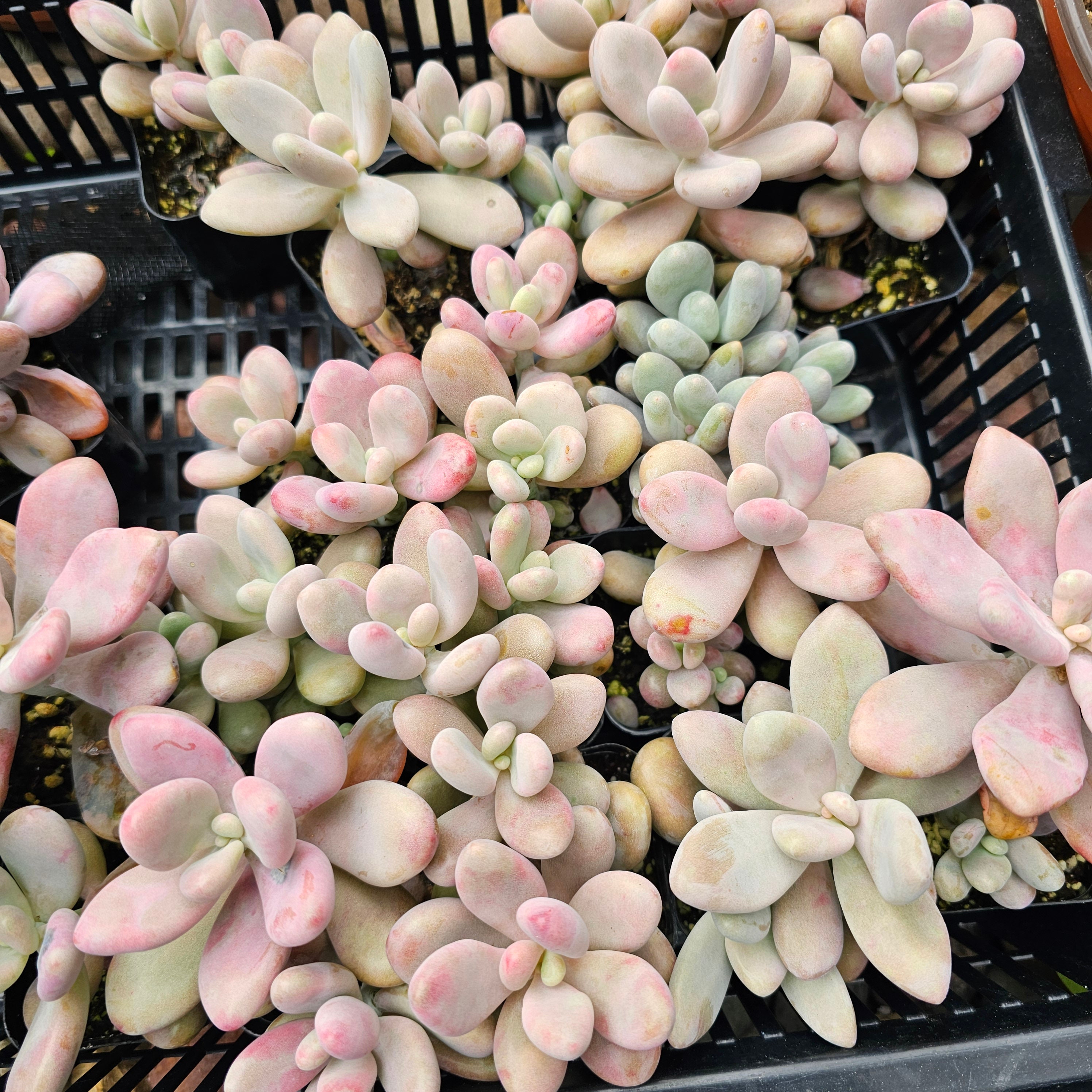 Pink Moonstone Succulents/ Pachyphytum Oviferum - Etsy Canada