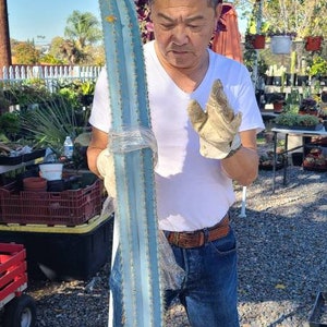 Puede incluir: Una persona sostiene un cactus grande y azul con un cintur&oacute;n marr&oacute;n claro alrededor de la cintura. El cactus est&aacute; envuelto en pl&aacute;stico transparente. La persona est&aacute; de pie en un centro de jardiner&iacute;a con otras plantas en el fondo.