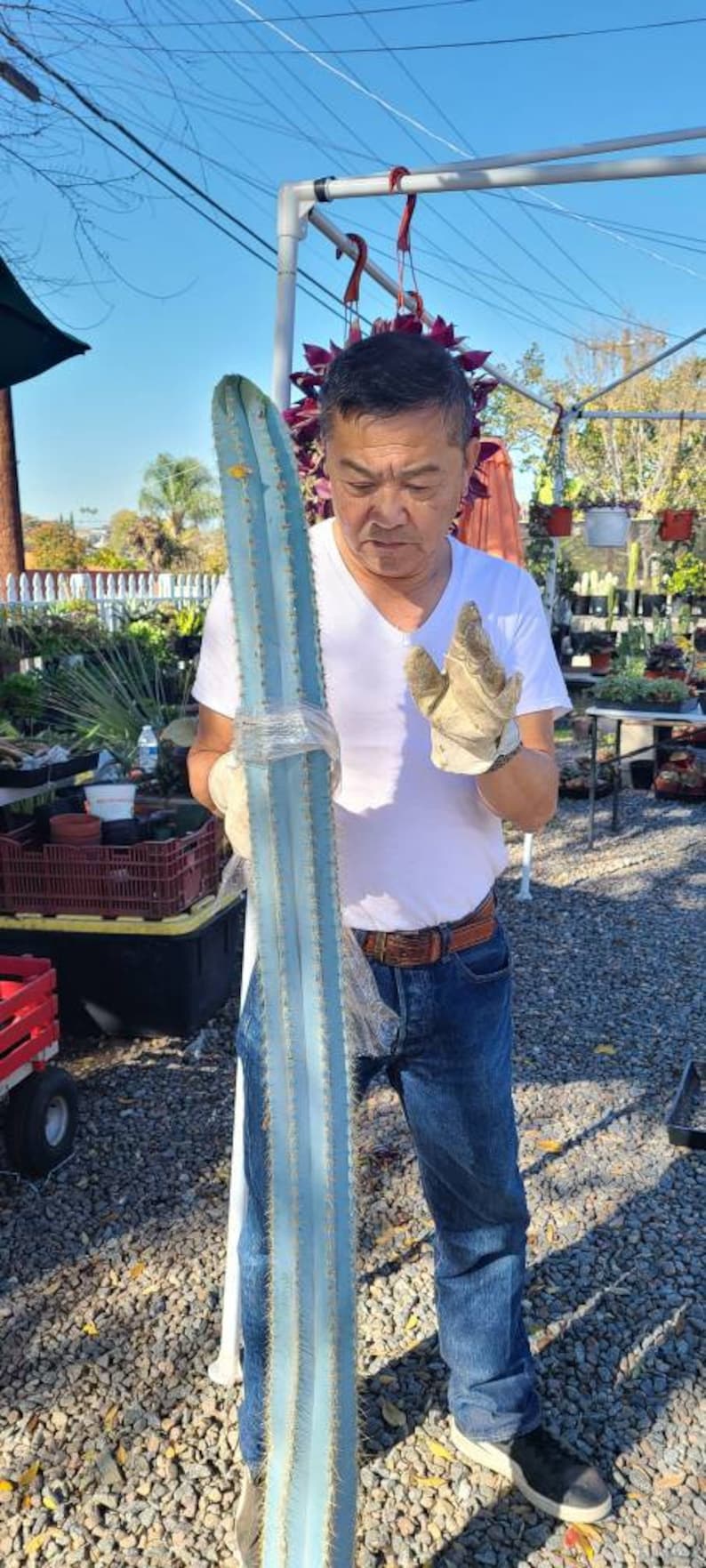 Puede incluir: Una persona sostiene un cactus grande y azul con un cintur&oacute;n marr&oacute;n claro alrededor de la cintura. El cactus est&aacute; envuelto en pl&aacute;stico transparente. La persona est&aacute; de pie en un centro de jardiner&iacute;a con otras plantas en el fondo.