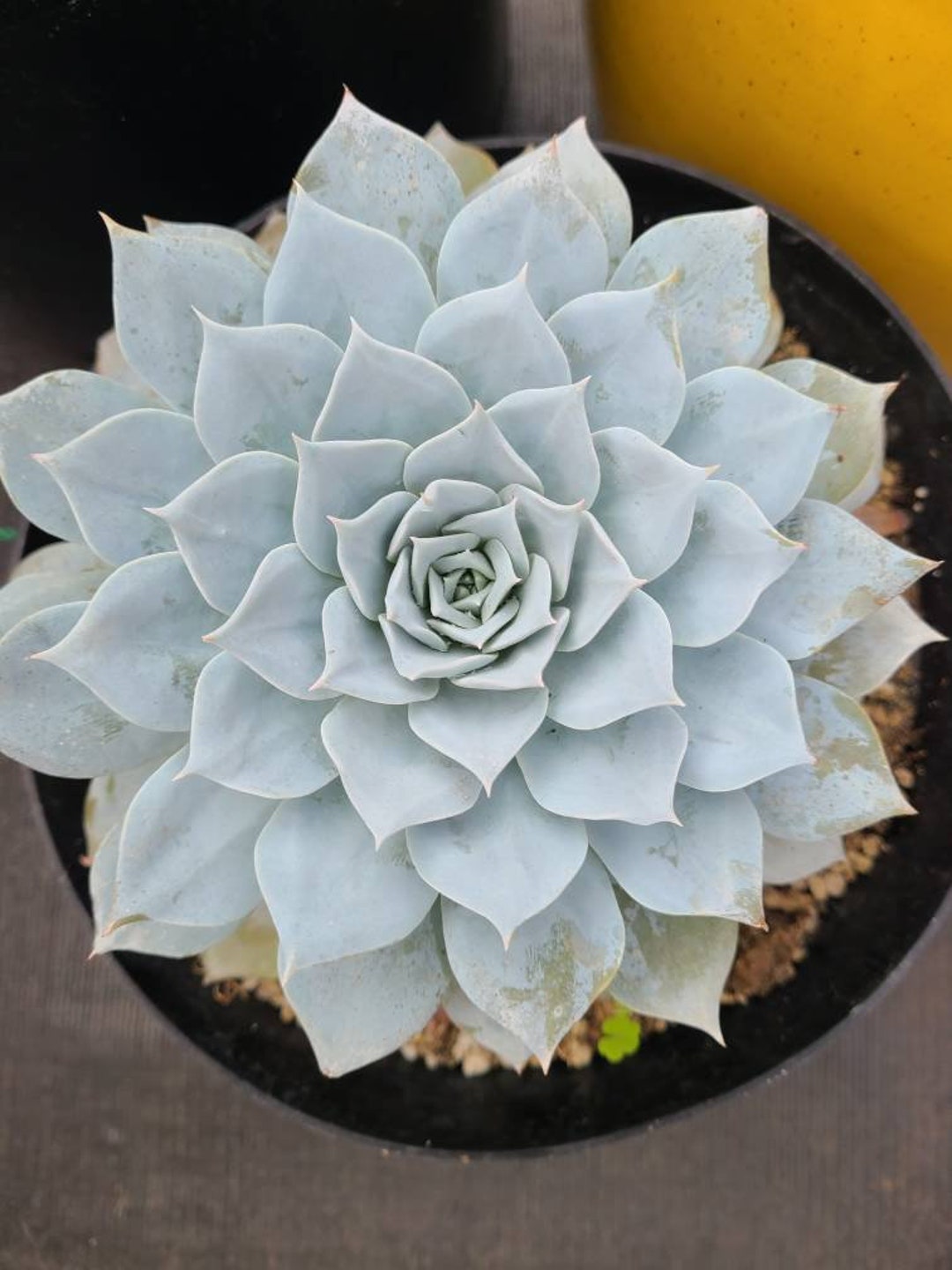 Echeveria Gorgon's Grotto from my personal collection. So