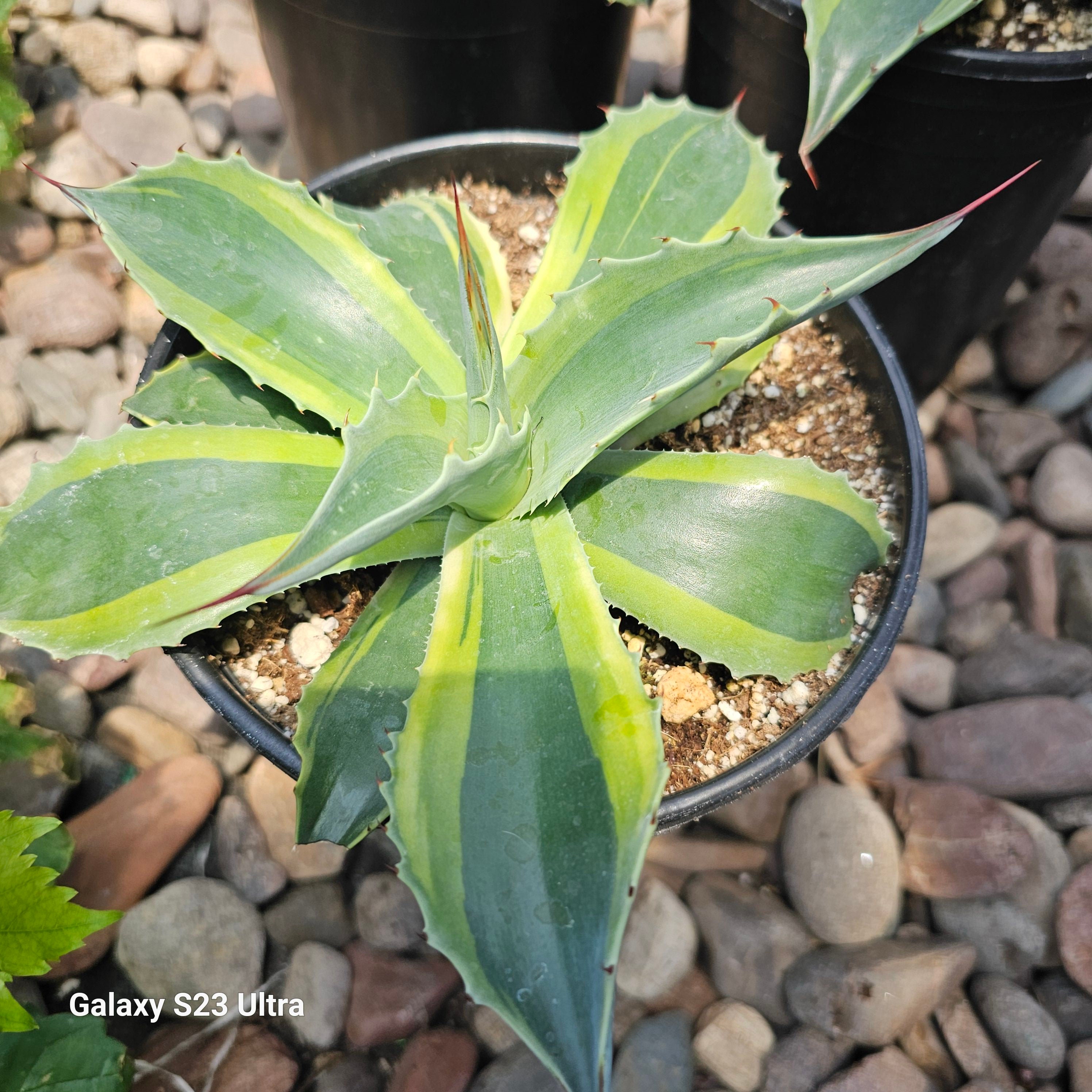 Agave Ovatifolia Whale's Tongue 
