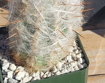 Oreocereus Celsianus - Old Man - Etsy