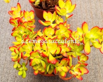 Sedum golden Jade