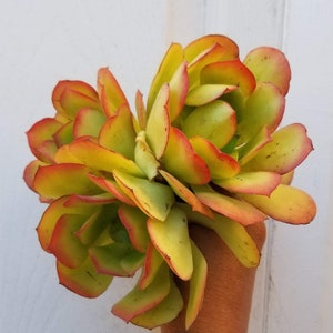 Aeonium Canary 6 - Etsy