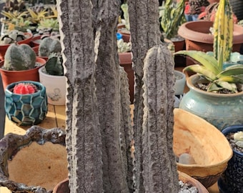 Euphorbia abdelkuri