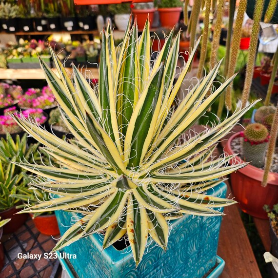 Rare Yellow Variegated Agave Schidigera 'shira Ito No Ohi - Etsy