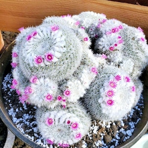 Mammillaria maximus Clumping Cactus / Owl cactus
