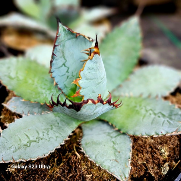 Rare Agave titanota "black and blue