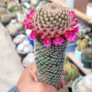 Mammillaria matudae
