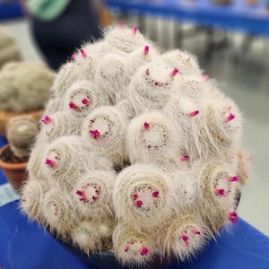 Mammillaria with white spike