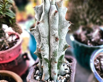 Stenocereus beneckei | Rare Cactus