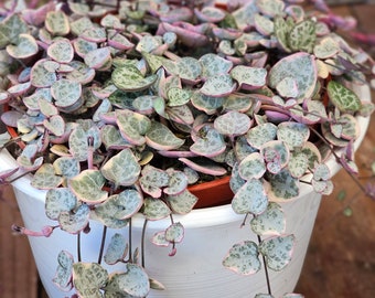 Ceropegia String of Hearts