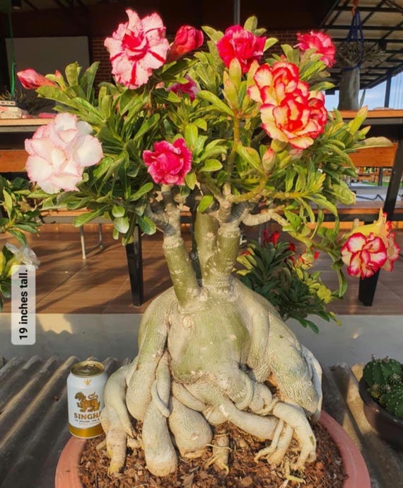 Adenium Obesum - Etsy