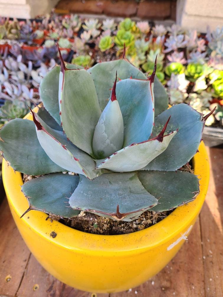 Agave Parryi/ - Etsy