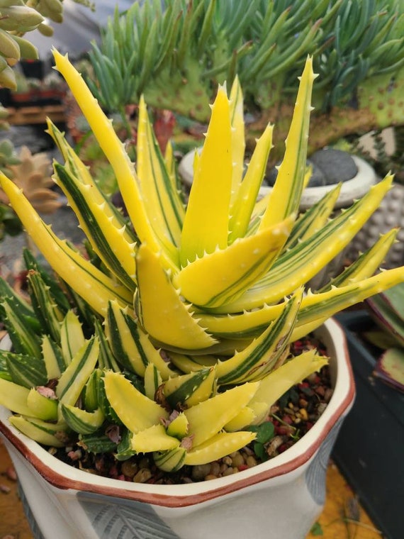 aloe vera gegen juckreiz im intimbereich Bio Aloe Vera Gel – Feuchtigkeit & Frische für Ihre Haut — Bio Aloe Vera  Gel spendet Feuchtigkeit und kühlt sonnengestresste Haut. Zieht schnell  ein, main image 0