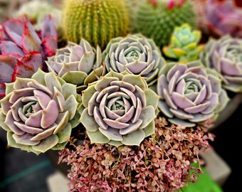 Echeveria Lola