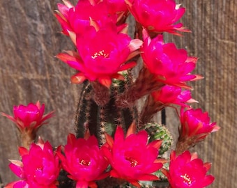 Echinopsis rose  and orange quartz/,PEANUT CACTUS