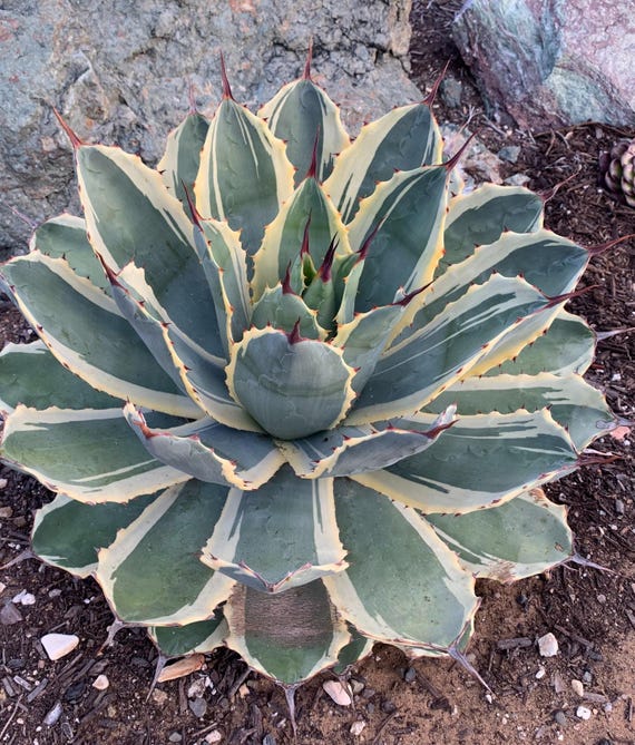 アガベ スノーフォール G42 アガベ potatorum snowfall 覆輪斑 スノー