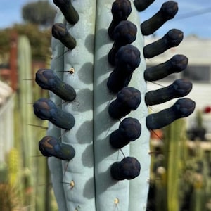 May include: Close-up of a light blue cactus with dark blue, oblong growths. The cactus has sharp spines along its ridges. The background shows other cacti and a glimpse of a greenhouse.