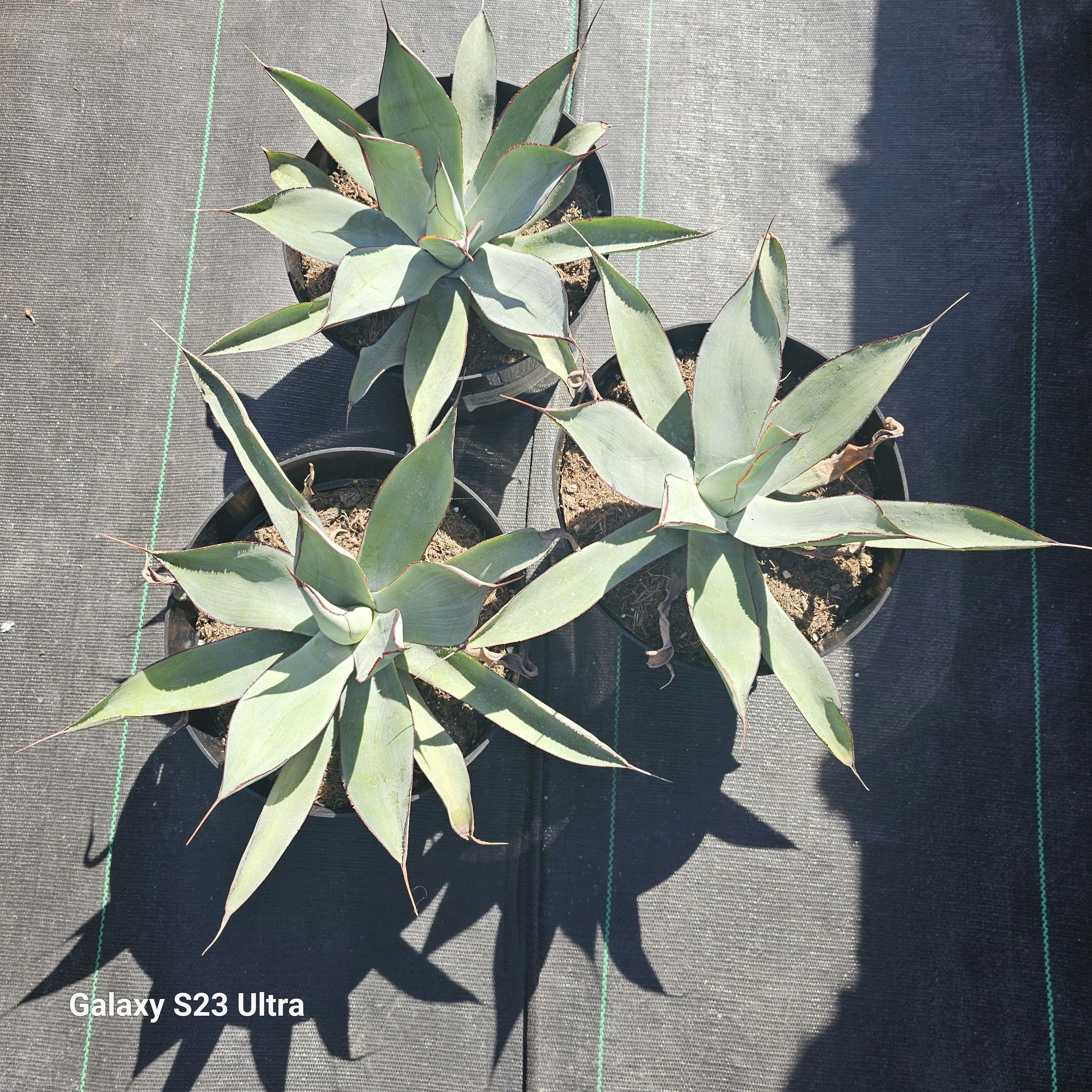 Agave Potatorum Razor - Etsy