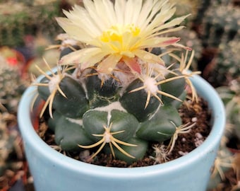 Coryphantha elephantidens