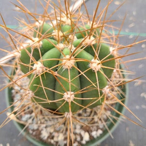 GOLDEN Saguaro Trichocereus terscheckii afbeelding 5