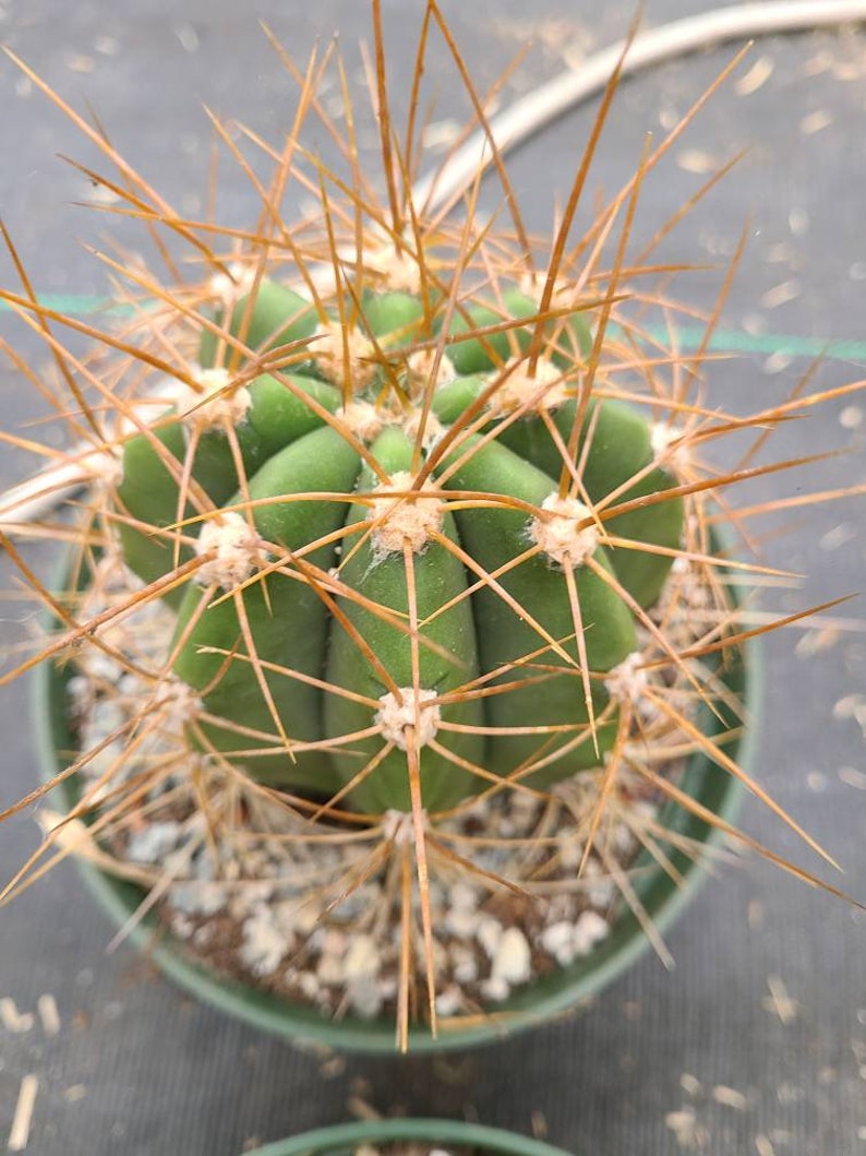 GOLDEN Saguaro Trichocereus terscheckii afbeelding 5