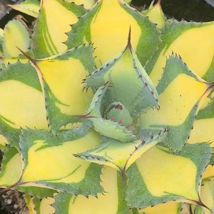 Agave Rum Runner